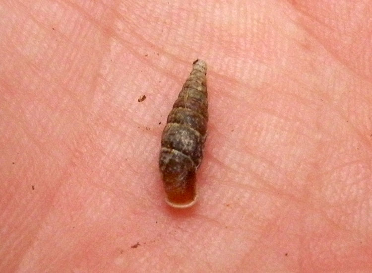 Dal Trentino: Clausiliidae indet